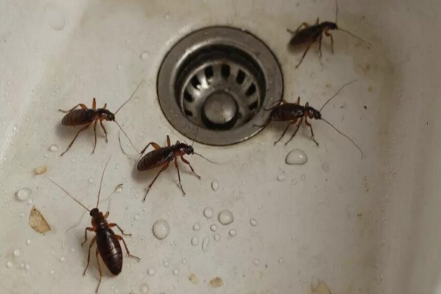 Izbārstīju to no rīta – un līdz vakaram prusaki no manas mājas pazuda