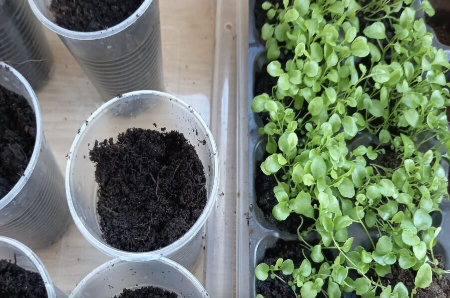 Sīko puķu stādu piķēšana: viss process aizņem tikai 15 minūtes — 100% ieaugšanās