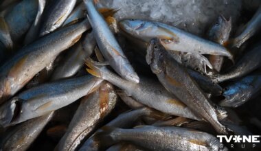 Makšķerniekiem būs jāreģistrē sešu piekrastes zivju sugu loms