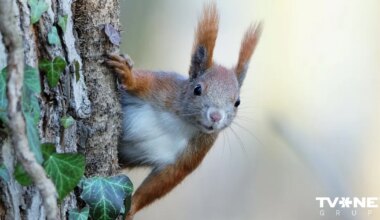 Horoskops svētdienai, 18. janvārim
