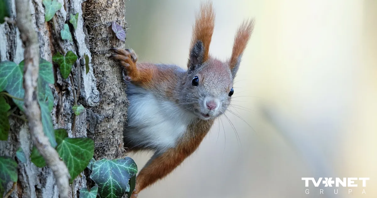 Horoskops svētdienai, 18. janvārim