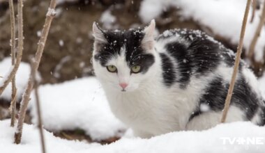 Horoskops ceturtdienai, 8. janvārim