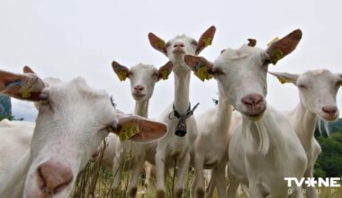 VIDEO ⟩ Latvijā aizvadīts skaistumkonkurss kazām; vēsts sasmīdina ziņu diktorus