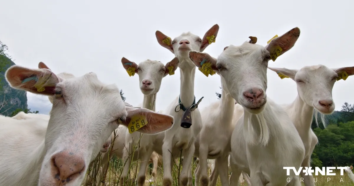 VIDEO ⟩ Latvijā aizvadīts skaistumkonkurss kazām; vēsts sasmīdina ziņu diktorus