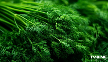 Latvijā iznīcina trīs tonnas diļļu. Tajos atklāta bīstama viela