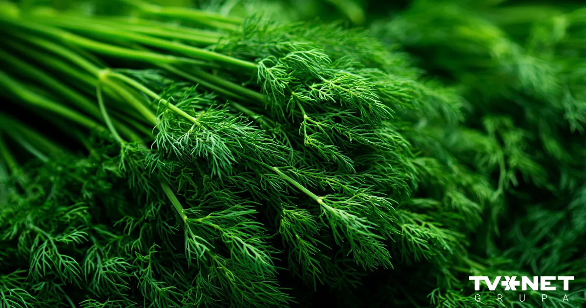 Latvijā iznīcina trīs tonnas diļļu. Tajos atklāta bīstama viela