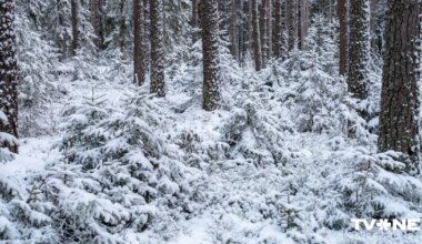 Piektdien sniega sega kļūs vēl biezāka