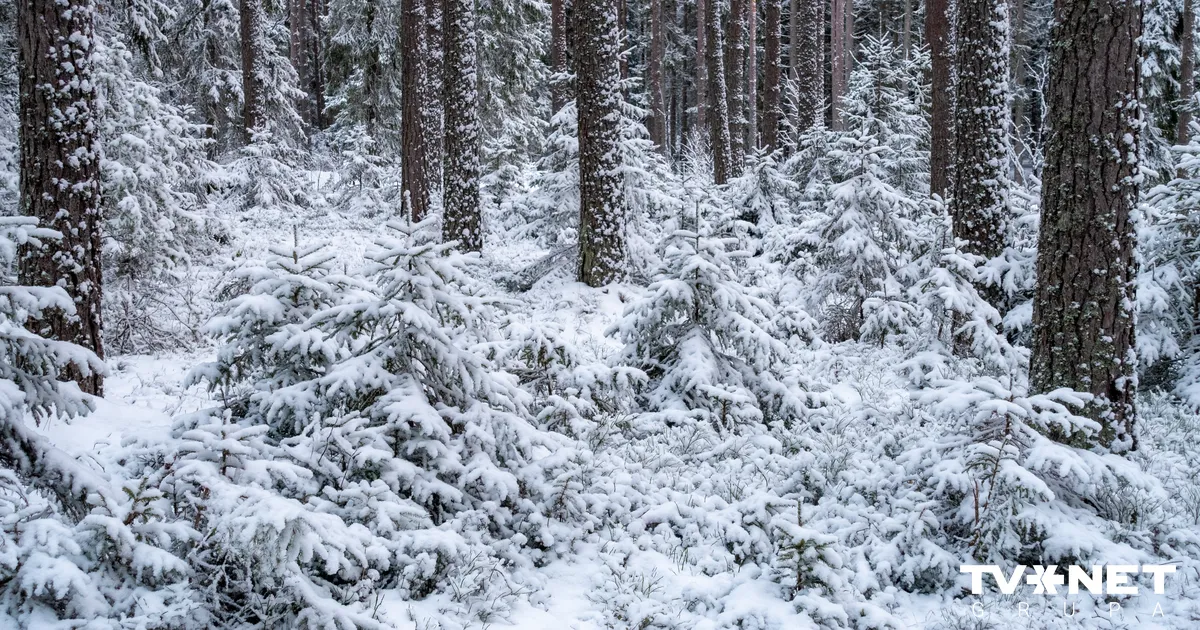 Piektdien sniega sega kļūs vēl biezāka