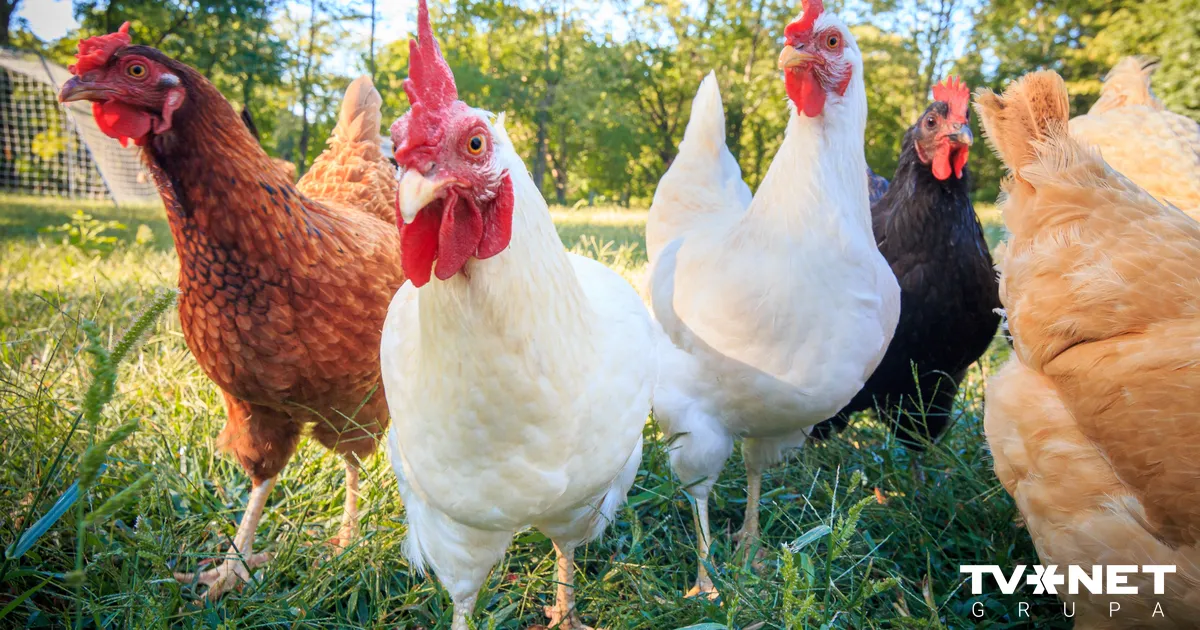 Putnkopības asociācija kritizē Latvijas atbalstu ES un "Mercosur" nolīguma parakstīšanai - TVNET