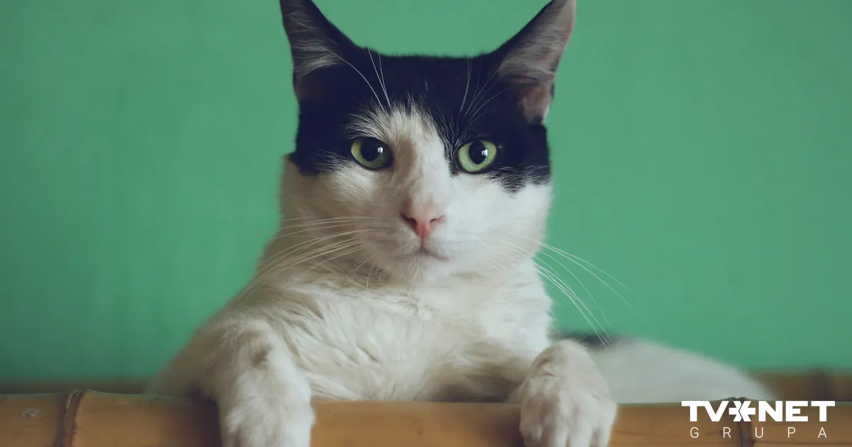 Horoskops piektdienai, 16. janvārim