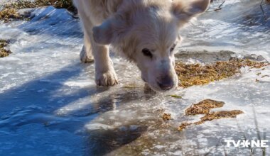 Juglas dzīvnieku aizstāvji sūdzas Rīgas mēram par policijas bezdarbību