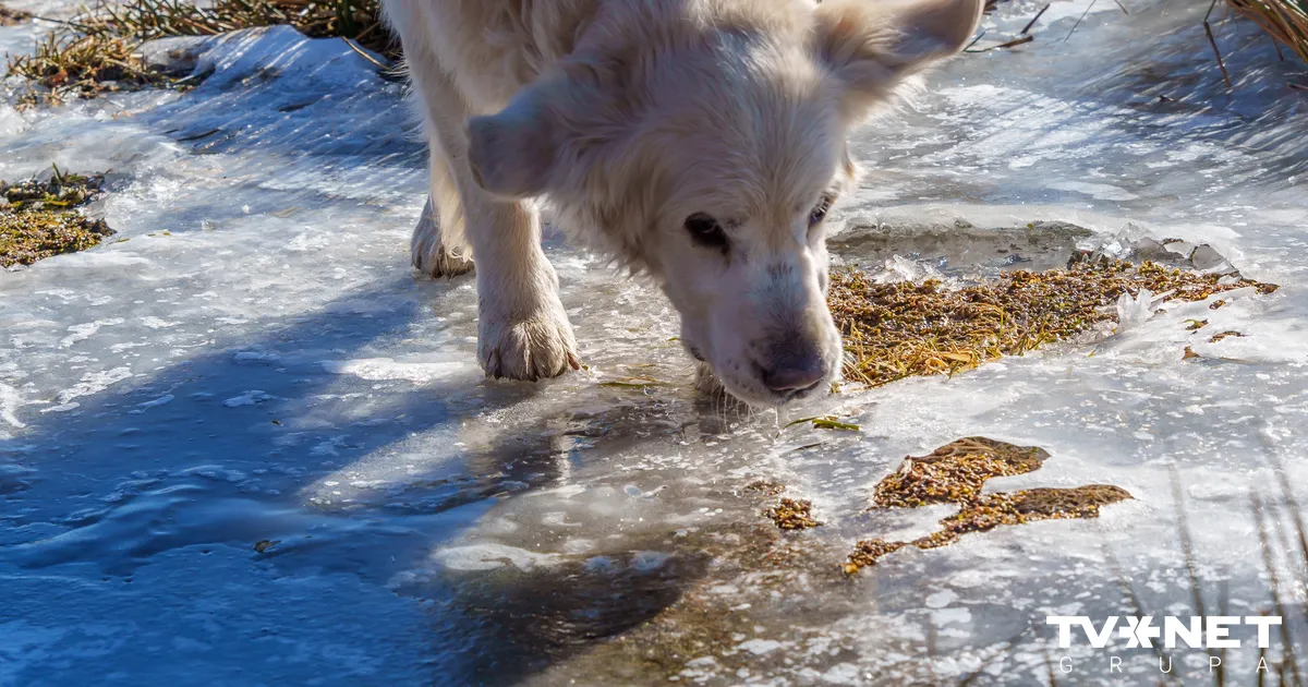 Juglas dzīvnieku aizstāvji sūdzas Rīgas mēram par policijas bezdarbību