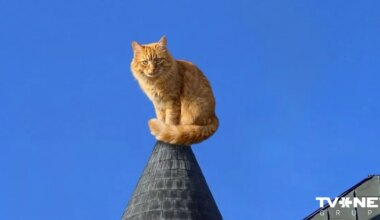 APSKATS ⟩ Kādas bija 2025. gada populārākās kaķu šķirnes Latvijā? Un kādas – retākās?