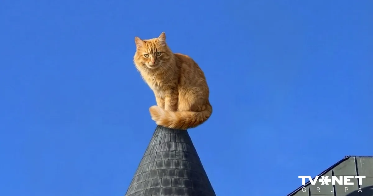 APSKATS ⟩ Kādas bija 2025. gada populārākās kaķu šķirnes Latvijā? Un kādas – retākās?