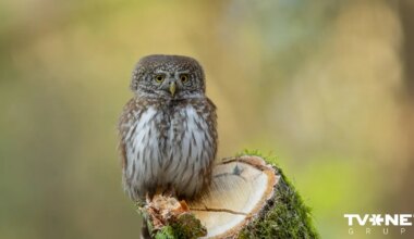 Paziņots 2026. gada putns