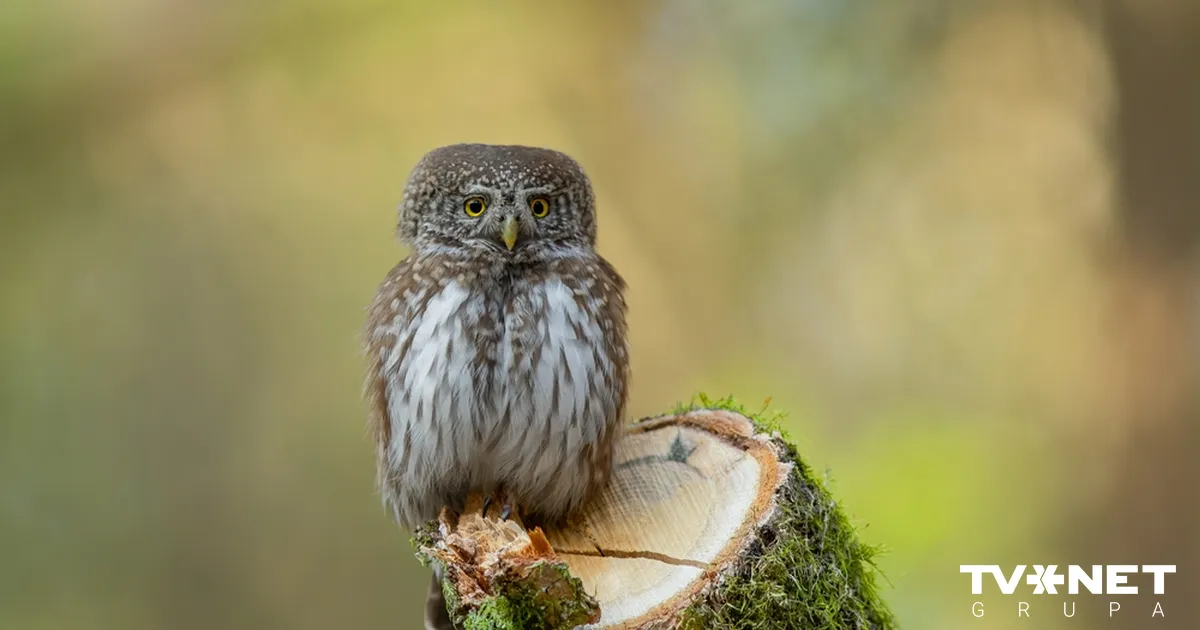 Paziņots 2026. gada putns