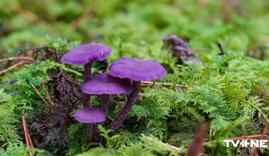 Skaista kā dārgakmens: izvēlēta gada sēne