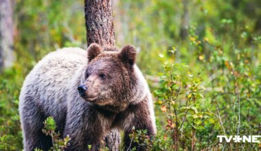 Zināms, kas iegādājies Dabas aizsardzības pārvaldes izsolītos lāčus