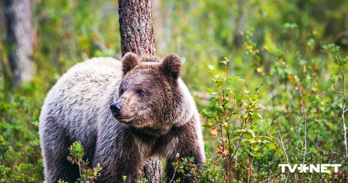 Zināms, kas iegādājies Dabas aizsardzības pārvaldes izsolītos lāčus
