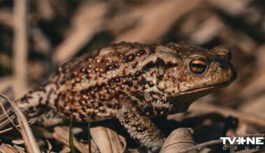 Dabas muzejs izvēlējies gada dzīvnieku