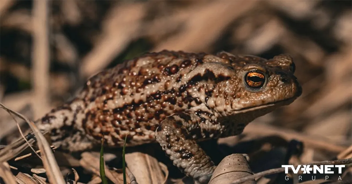Dabas muzejs izvēlējies gada dzīvnieku