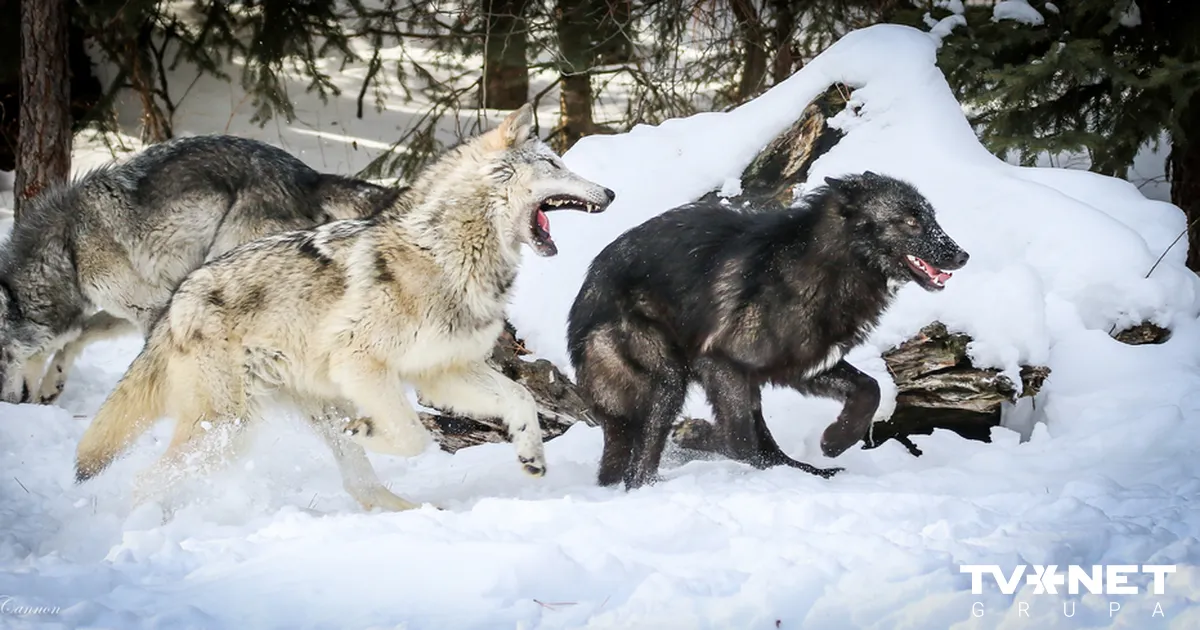 RETS SKATS ⟩ Mežā novietota kamera iemūžinājusi ideāli koordinētu vilku bara pārvietošanos Igaunijā
