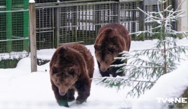 FOTO ⟩ Līgatnes dabas taku lācenes Ilzītes 25 gadu jubilejas svinības