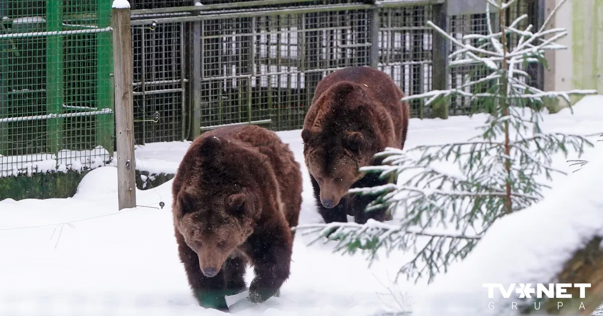 FOTO ⟩ Līgatnes dabas taku lācenes Ilzītes 25 gadu jubilejas svinības