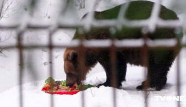 FOTO ⟩ Svētdien Lācenei Ilzītei 25 gadu jubilejas svinības