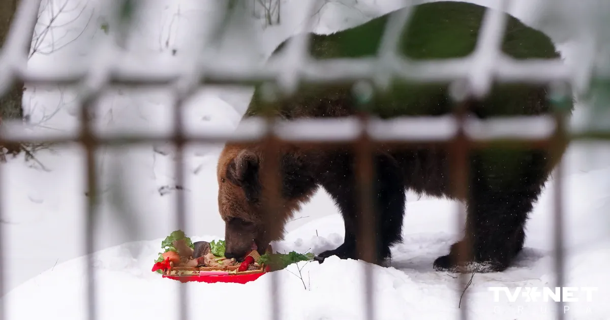 FOTO ⟩ Svētdien Lācenei Ilzītei 25 gadu jubilejas svinības