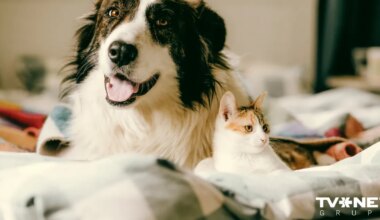 Dzīvnieku aizsardzības jautājumā uzsver nepieciešamību vairāk strādāt pie cilvēku attieksmes maiņas