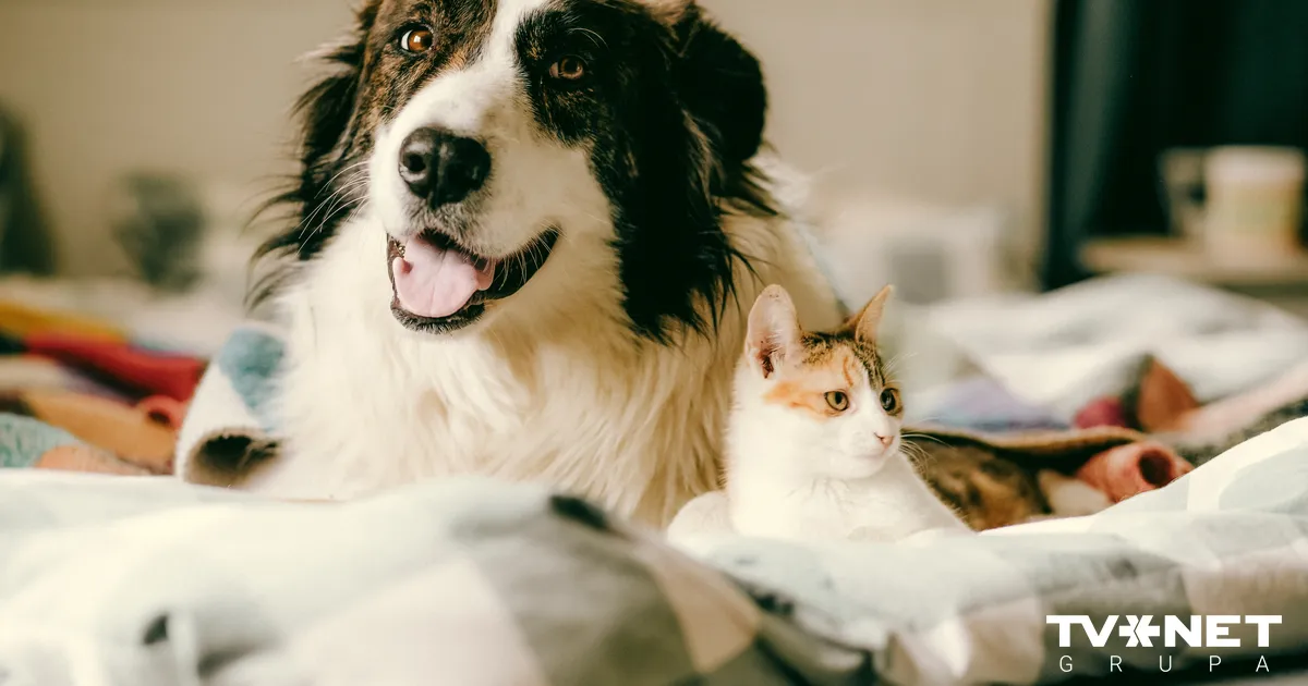 Horoskops otrdienai, 12. janvārim