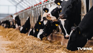 "Mercosur" nolīgums – drauds Latvijas gaļas liellopu audzētājiem?