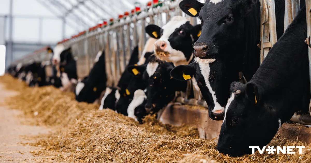 "Mercosur" nolīgums – drauds Latvijas gaļas liellopu audzētājiem?