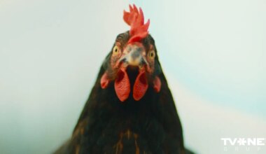 Zvēru vārdotāja, tilts pāri ellei un "pēdējā glāzīte" Venēcijā – klāt otrais Mūsdienu filmu festivāls "Lācis, lauva un zars"