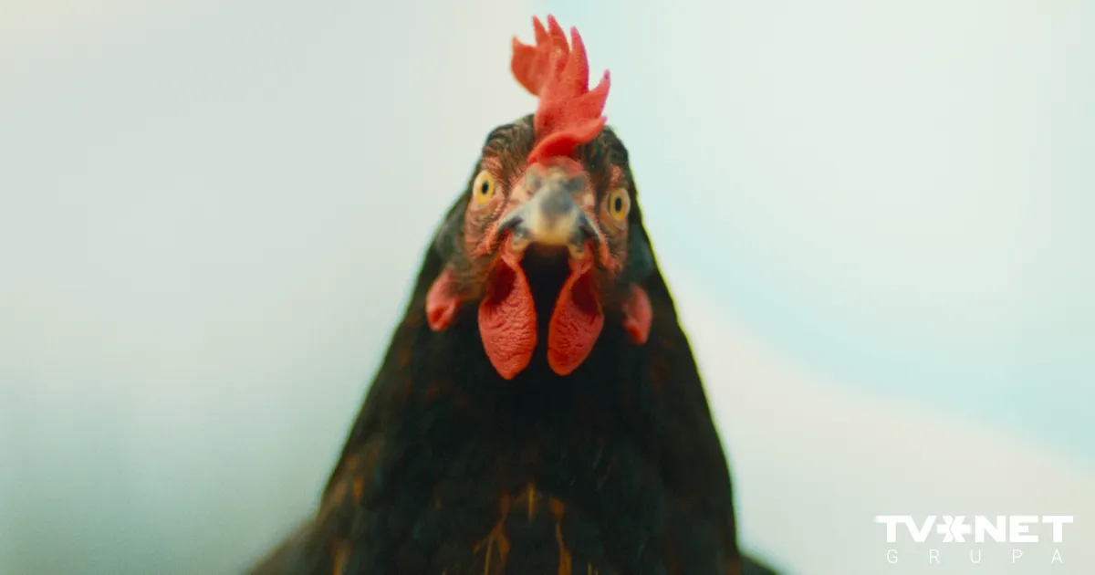 Zvēru vārdotāja, tilts pāri ellei un "pēdējā glāzīte" Venēcijā – klāt otrais Mūsdienu filmu festivāls "Lācis, lauva un zars"