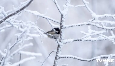 Nākamnedēļ sals varētu kļūt vēl bargāks