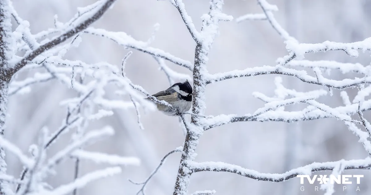Nākamnedēļ sals varētu kļūt vēl bargāks