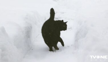 Naktī uz trešdienu valsts dienvidos stipri snigs