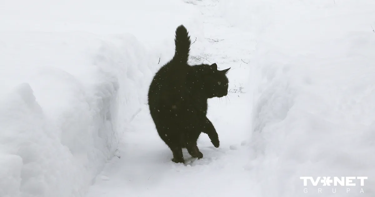 Naktī uz trešdienu valsts dienvidos stipri snigs