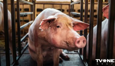 ĀCM uzliesmojums konstatēts cūku novietnē ar vairāk nekā 22 000 cūku