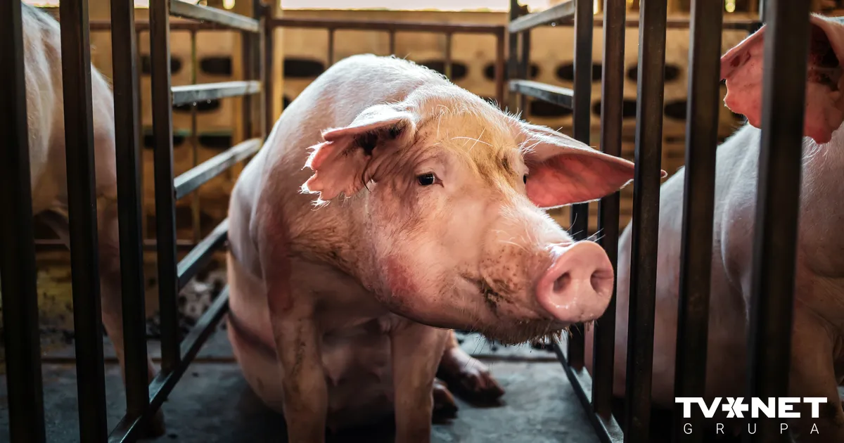 ĀCM uzliesmojums konstatēts cūku novietnē ar vairāk nekā 22 000 cūku