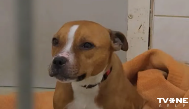 VIDEO ⟩ No antisanitārajiem apstākļiem izglābtie suņi un kaķi cīnās par savu dzīvību