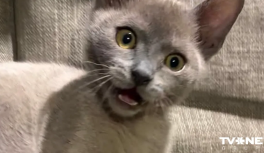 Ginta Zilbaloža mīlulis noskatījies multenīti "Straume"