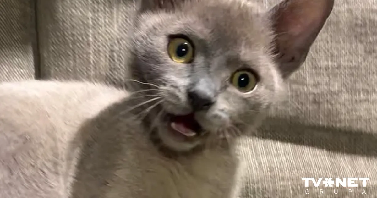 Ginta Zilbaloža mīlulis noskatījies multenīti "Straume"