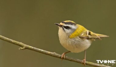 Pēdējos gados lielākās pozitīvās izplatības pārmaiņas no ligzdojošajiem putniem novērotas sārtgalvītim, meža balodim un cīrulim