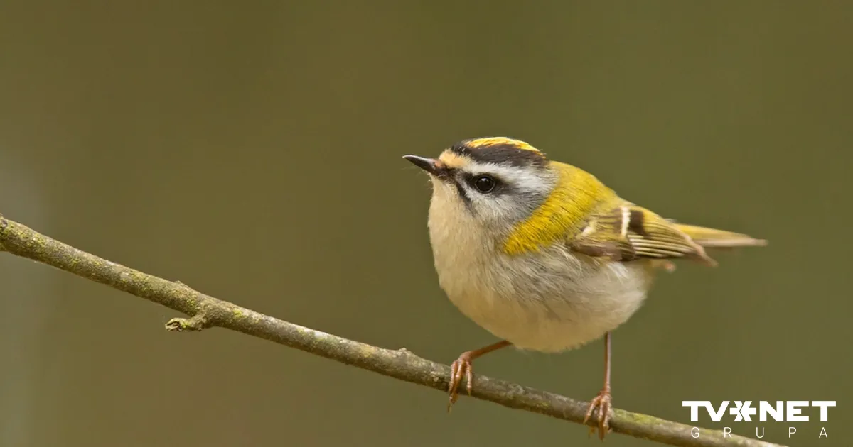 Pēdējos gados lielākās pozitīvās izplatības pārmaiņas no ligzdojošajiem putniem novērotas sārtgalvītim, meža balodim un cīrulim