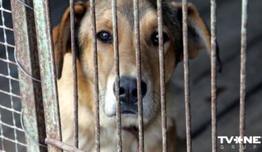 Veterinārārsti aicina palielināt sodus suņu un kaķu negodīgiem tirgotājiem