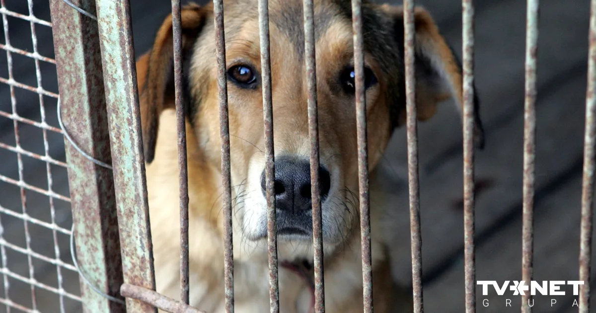 Veterinārārsti aicina palielināt sodus suņu un kaķu negodīgiem tirgotājiem