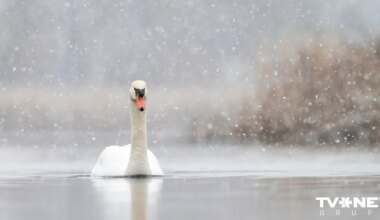 VIDEO ⟩ Bolderājā glābj ledū iesalušu gulbi